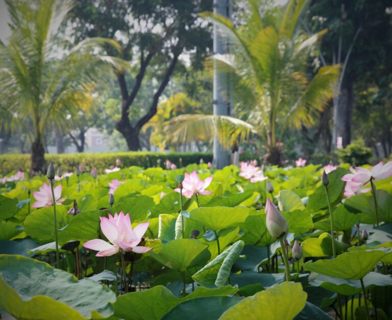 Pink lotus in full bloom